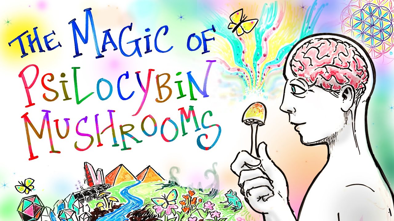 Best types of magic mushrooms for beginners including Golden Teacher, B+ and Albino A+ strains shown in natural forest setting 2026