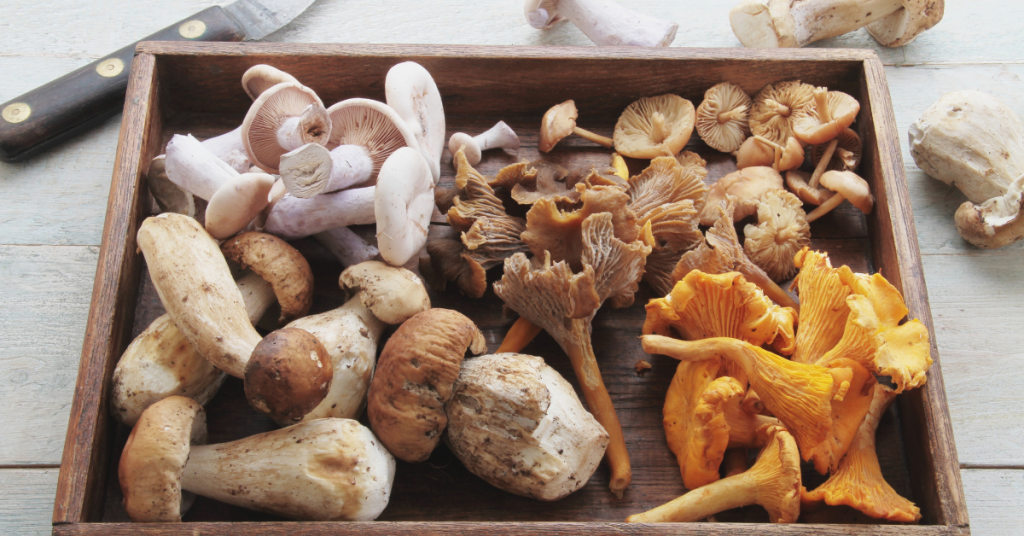 mushroom therapy for depression and anxiety