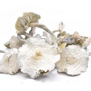 Albino A+