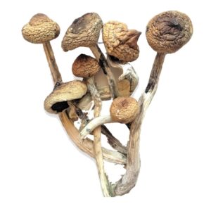 Psilocybe Cubensis Mexicana