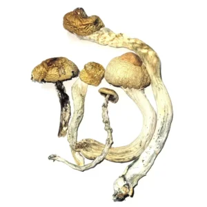 Golden Teacher