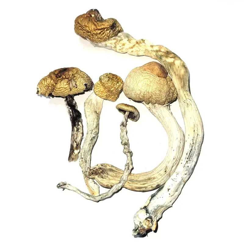 Golden Teacher magic mushrooms – best strain for beginners