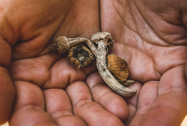 Where's the safest place to buy shrooms in CA