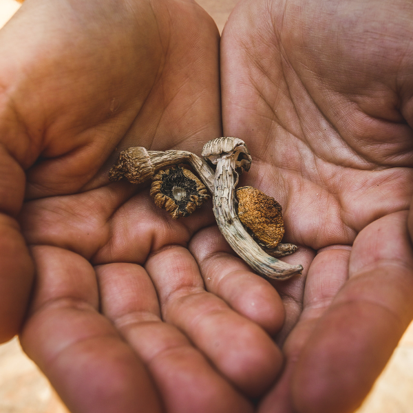 Where's the safest place to buy shrooms in CA