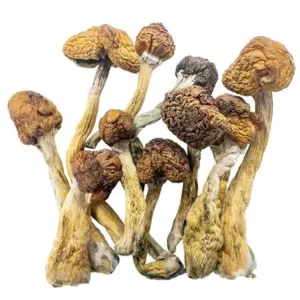 Psilocybe Cubensis B+