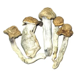 Penis Envy Cubensis