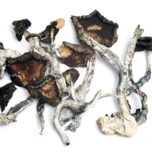 Psilocybe cubensis Ecuador